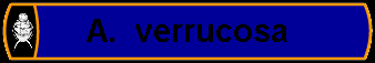 A.  verrucosa