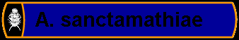 A. sanctamathiae