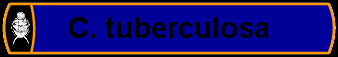 C. tuberculosa