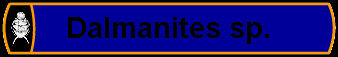 Dalmanites sp.