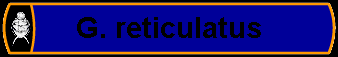 G. reticulatus
