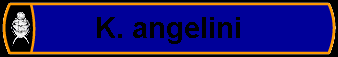 K. angelini