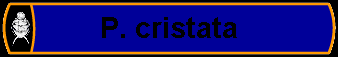 P. cristata