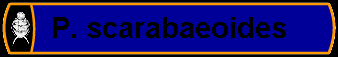 P. scarabaeoides