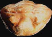 Asaphus expansus