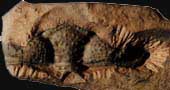 Atractopyge  verrucosa