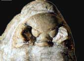 Chasmops sp
