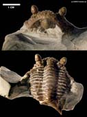 Encrinurus punctatus