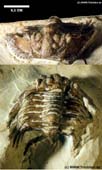Exallaspis marklini
