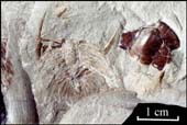 Acadoparadoxides-(Baltopara