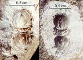 Agnostus-pisiformis