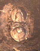 Arthrorhachis-tarda