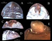 Asaphus-(Asaphus)-cf.-incer