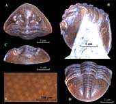 Asaphus-(Asaphus)-lepidurus