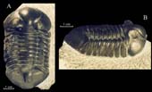 Asaphus-(Neoasaphus)-ludibu