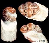 Calymene-tuberculosa-2