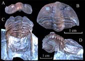Cybele-bellatula-1