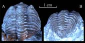 Cybele-bellatula-2