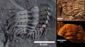 Dicanthaspis-sp.