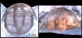 Dysplanus-acutigenia-vestus