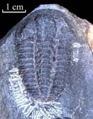 Ellipsocephalus-polytomus