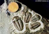Ellipsocephalus