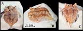 Encrinurus--aff.-punctatus
