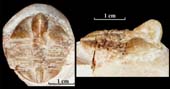 Globamphyx-linnarssoni