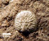 Glyptagnostus-reticulatus