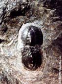 Goniagnostus_nathorsti