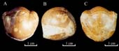 Illaenus--cf.-oblongatus